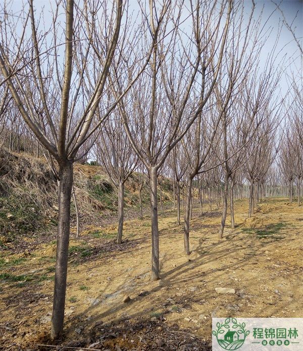 7公分樱花树多少钱一棵_各种7公分樱花报价