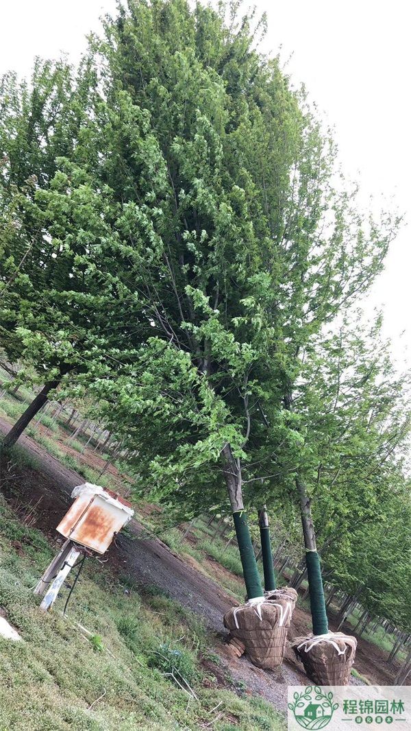 15公分秋火焰多少钱一棵_午夜视频APP基地报价