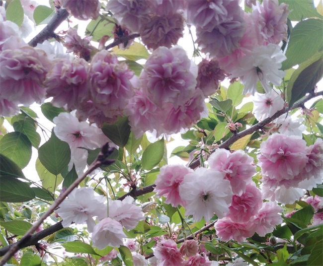 樱花树有什么特点？樱花树图片介绍