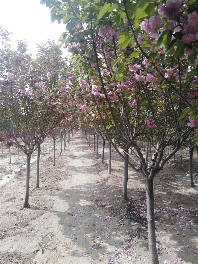 樱花树有什么特点？樱花树图片介绍